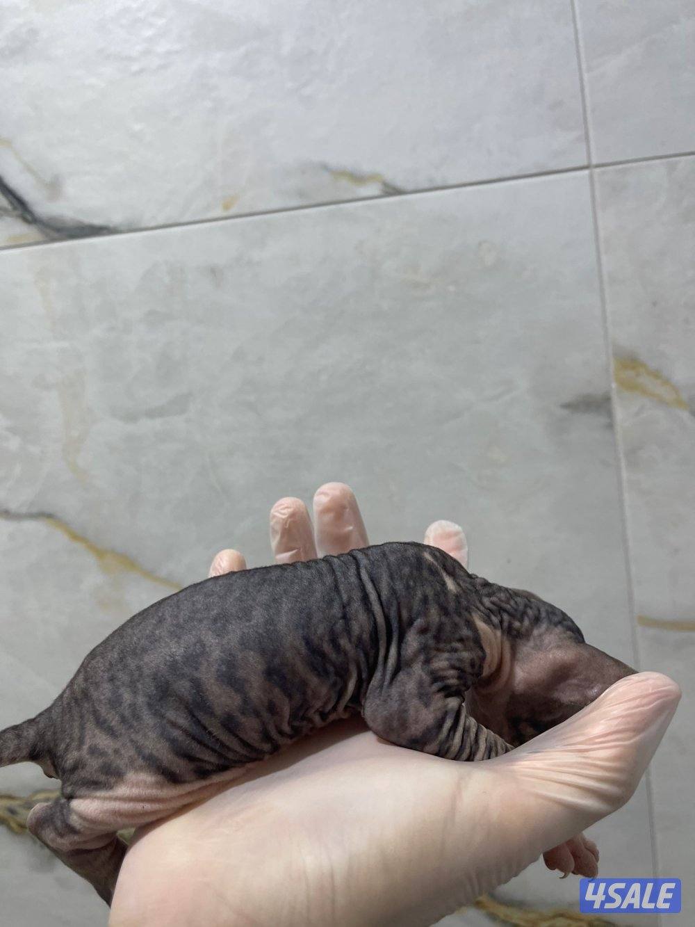 كتن سفنكس (فرعوني)3