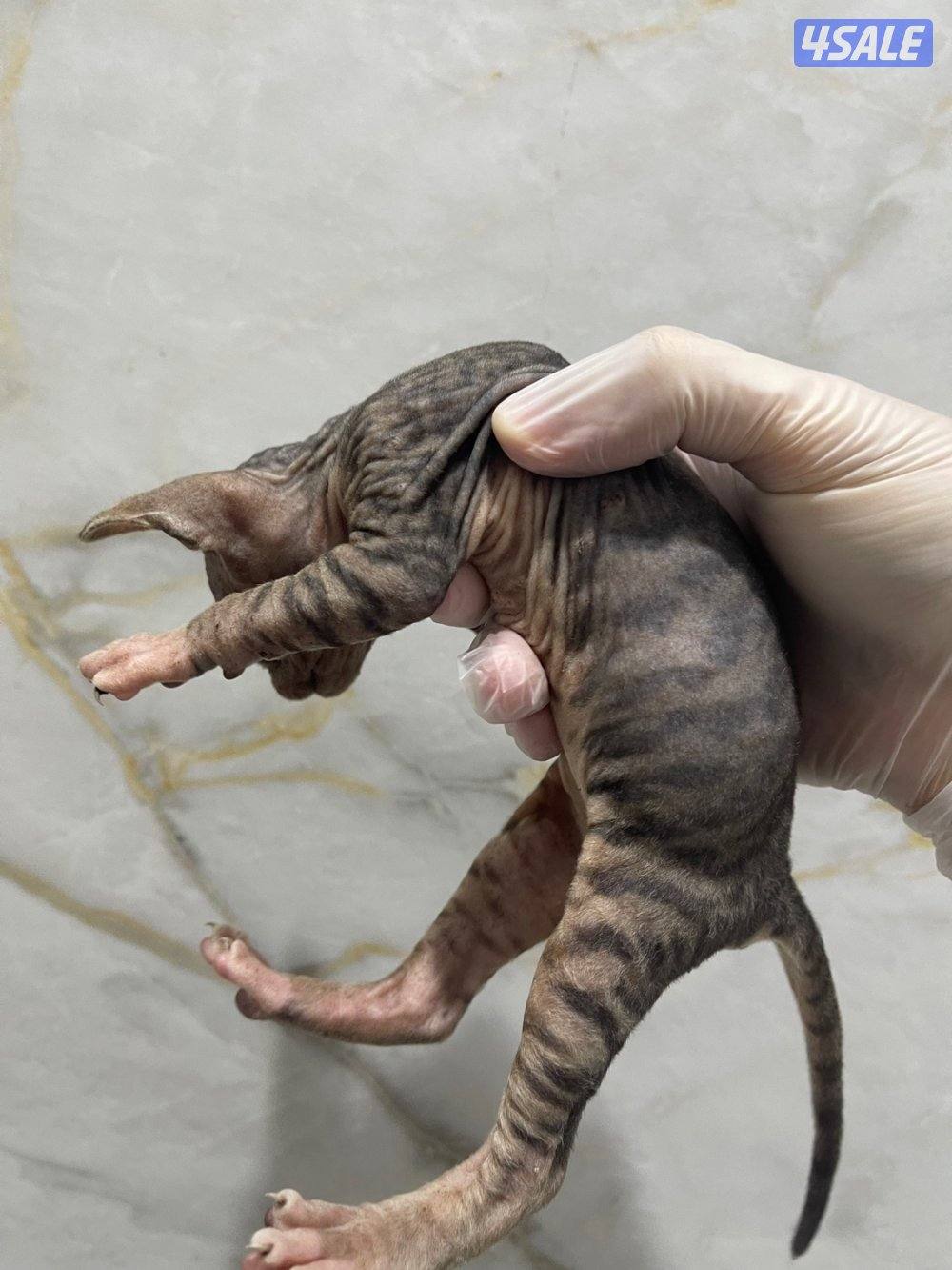 كتن سفنكس (فرعوني)1