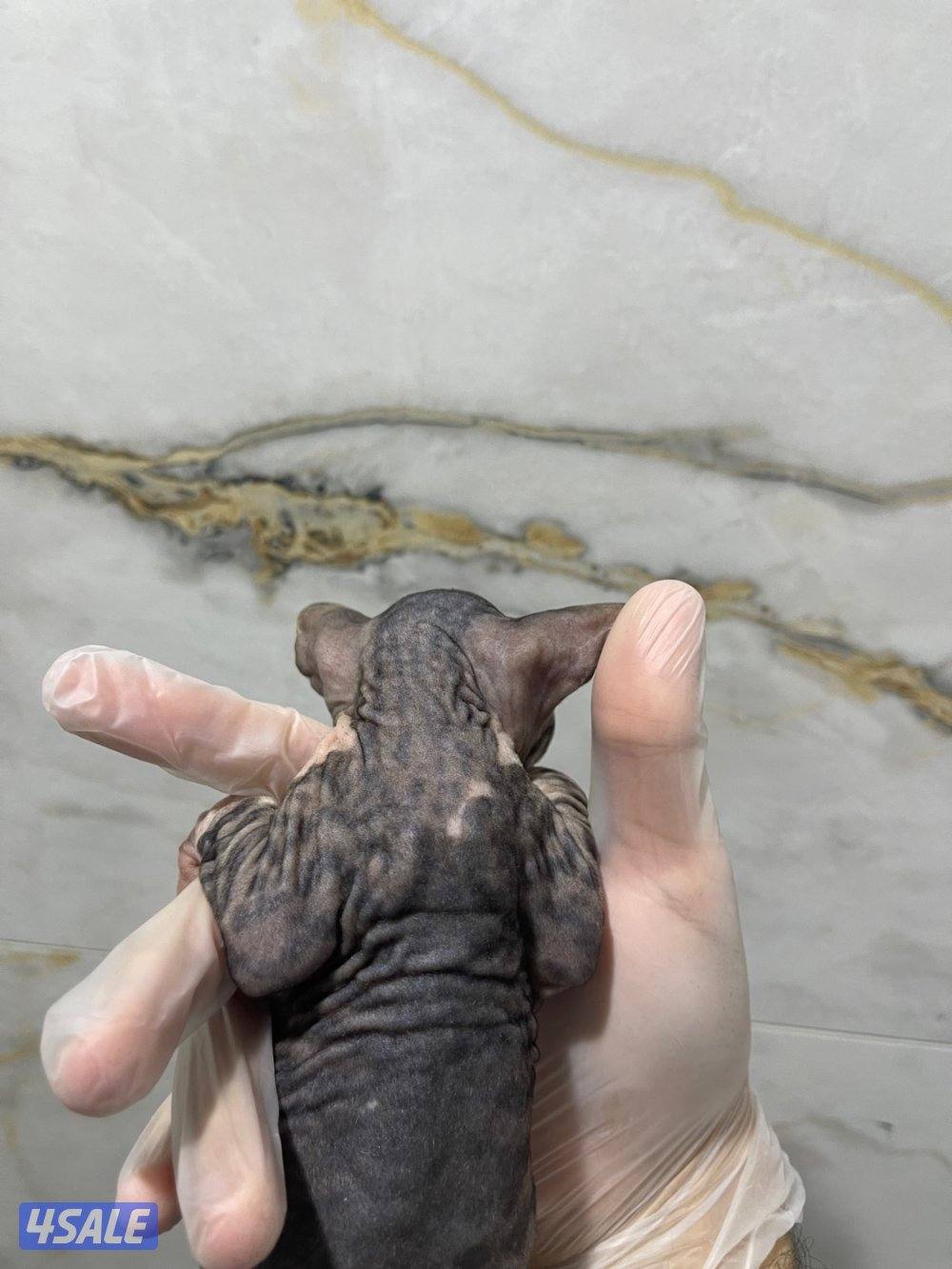 كتن سفنكس (فرعوني)2