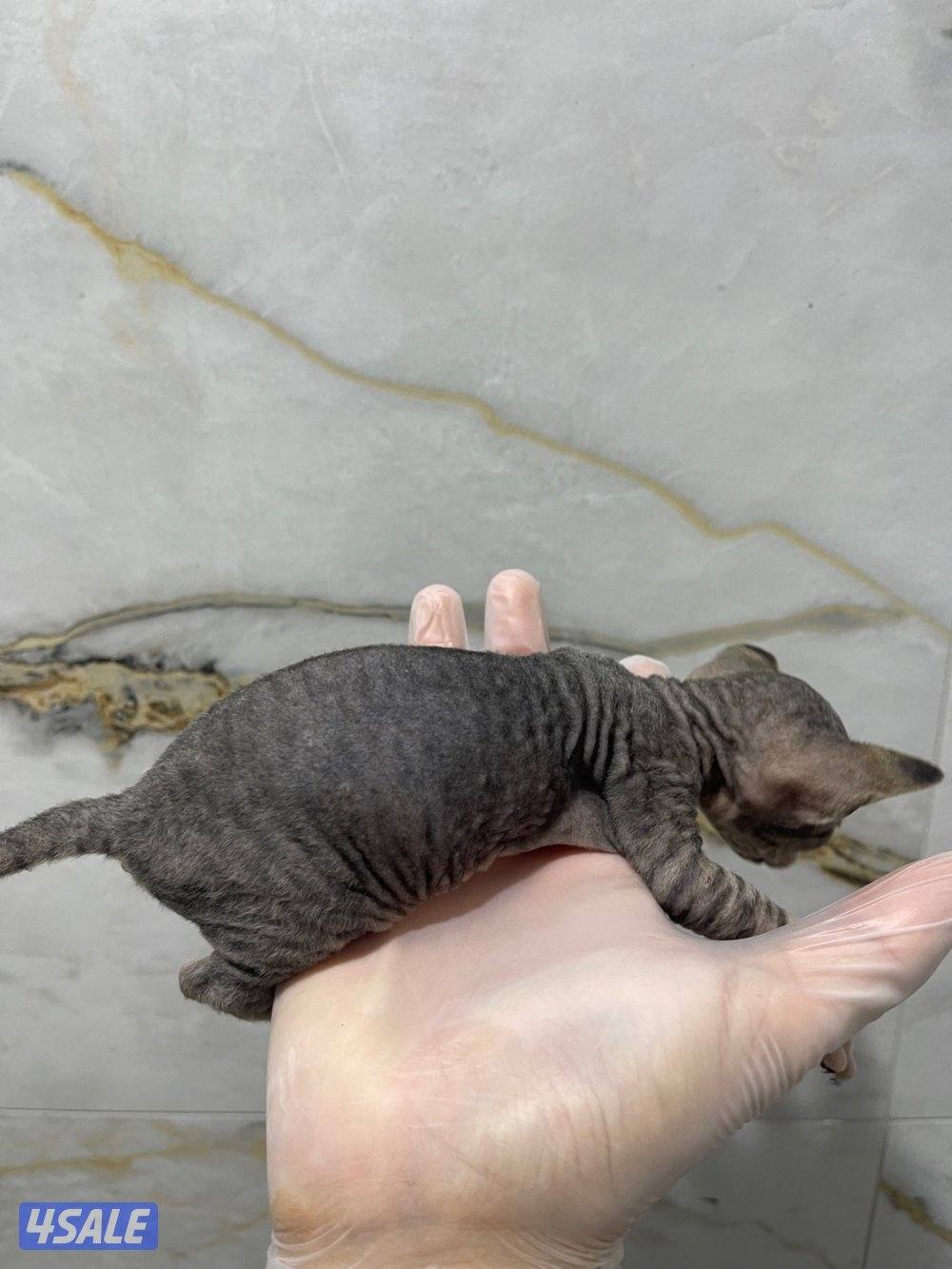 كتن سفنكس (فرعوني)4