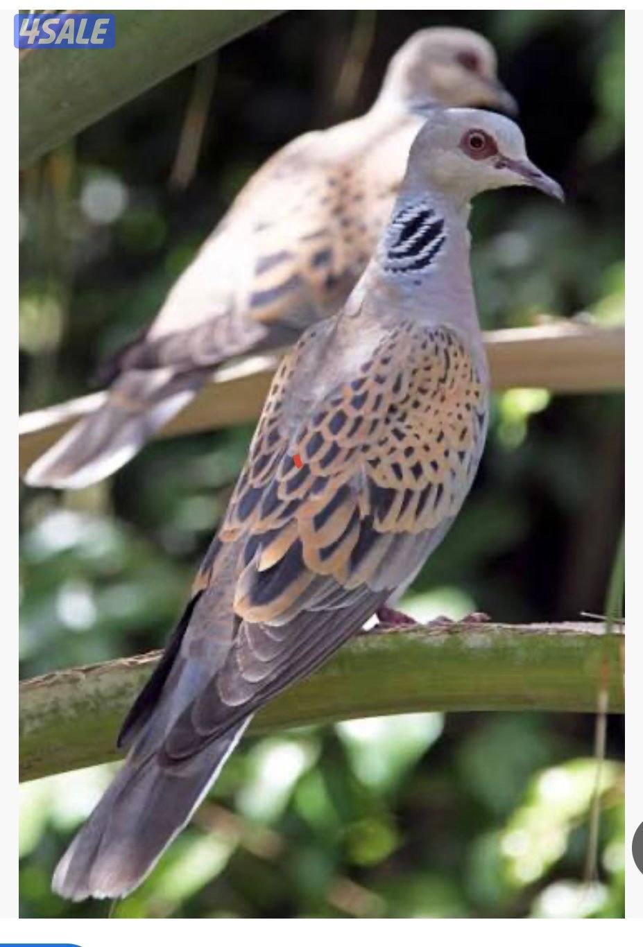 للبيع حمام بر1