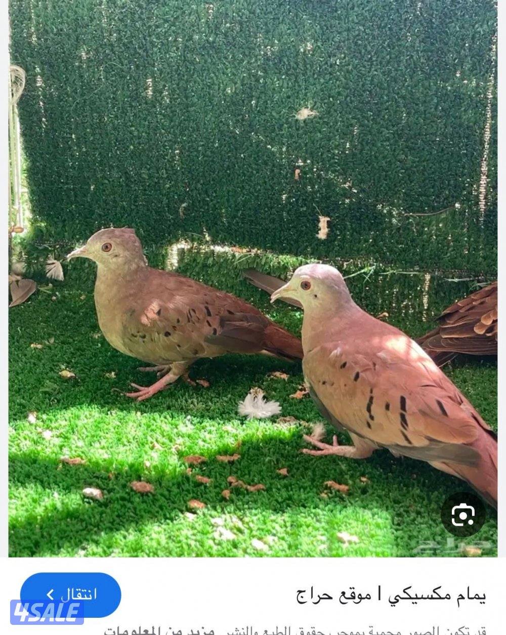 للبيع حمام بر2