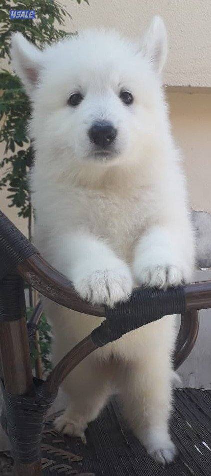 جرو جيرمن ابيض (سويس شيبرد) عمر ٨ اسابيع1