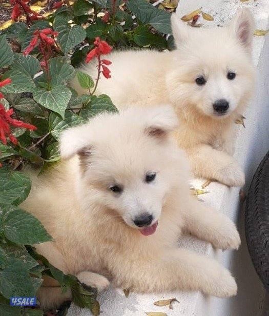 جرو جيرمن ابيض (سويس شيبرد) عمر ٨ اسابيع2