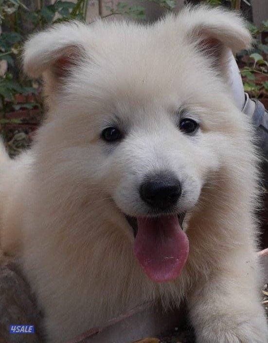 جرو جيرمن ابيض (سويس شيبرد) عمر ٨ اسابيع3