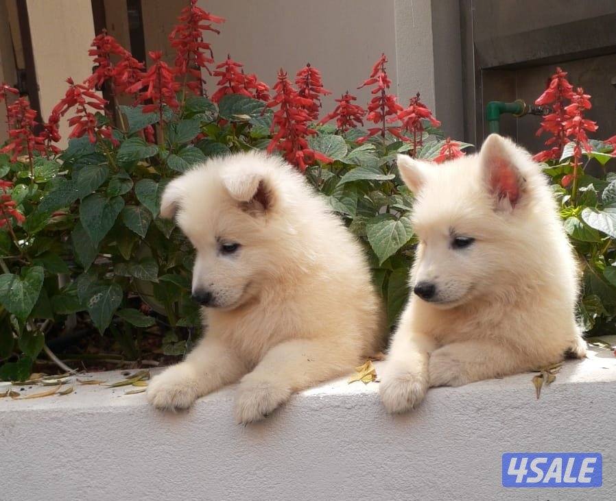 جرو جيرمن ابيض (سويس شيبرد) عمر ٨ اسابيع4