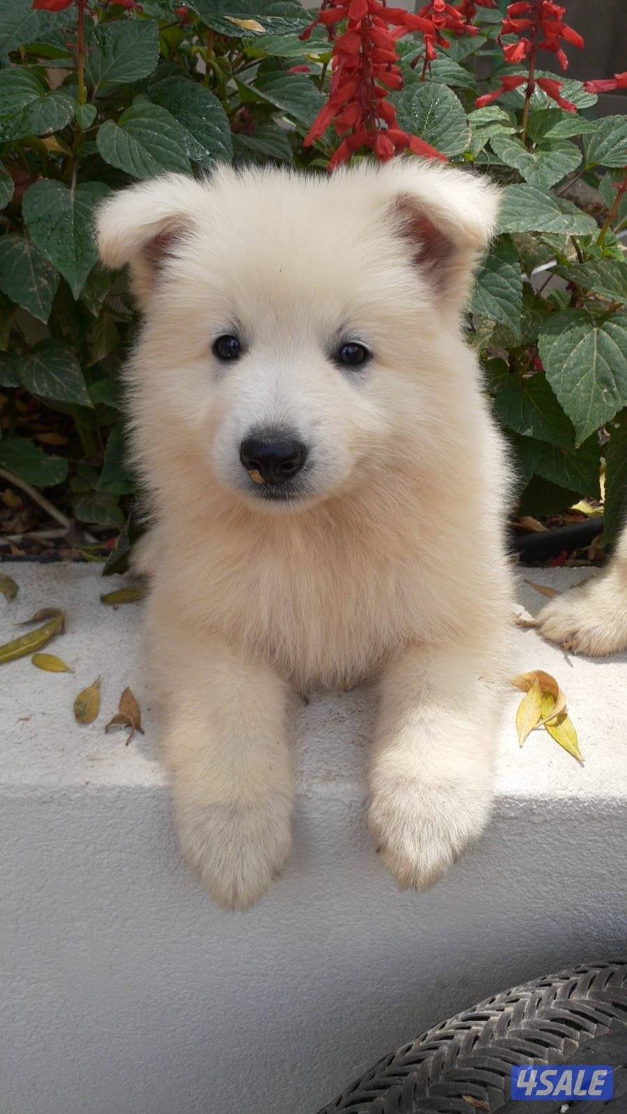 جرو جيرمن ابيض (سويس شيبرد) عمر ٨ اسابيع5