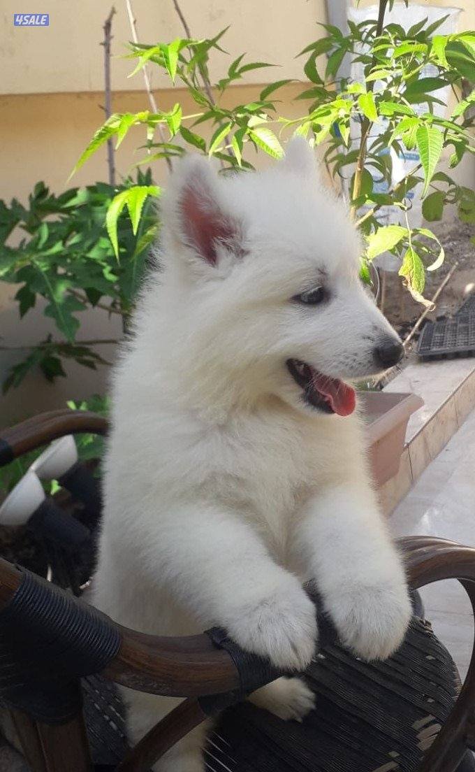 جرو جيرمن ابيض (سويس شيبرد) عمر ٨ اسابيع7