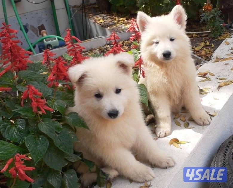 جرو جيرمن ابيض (سويس شيبرد) عمر ٨ اسابيع6