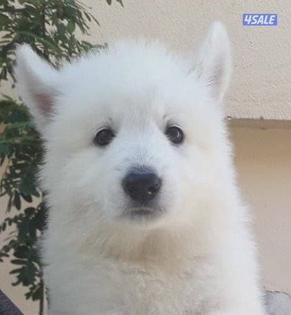 جرو جيرمن ابيض (سويس شيبرد) عمر ٨ اسابيع8