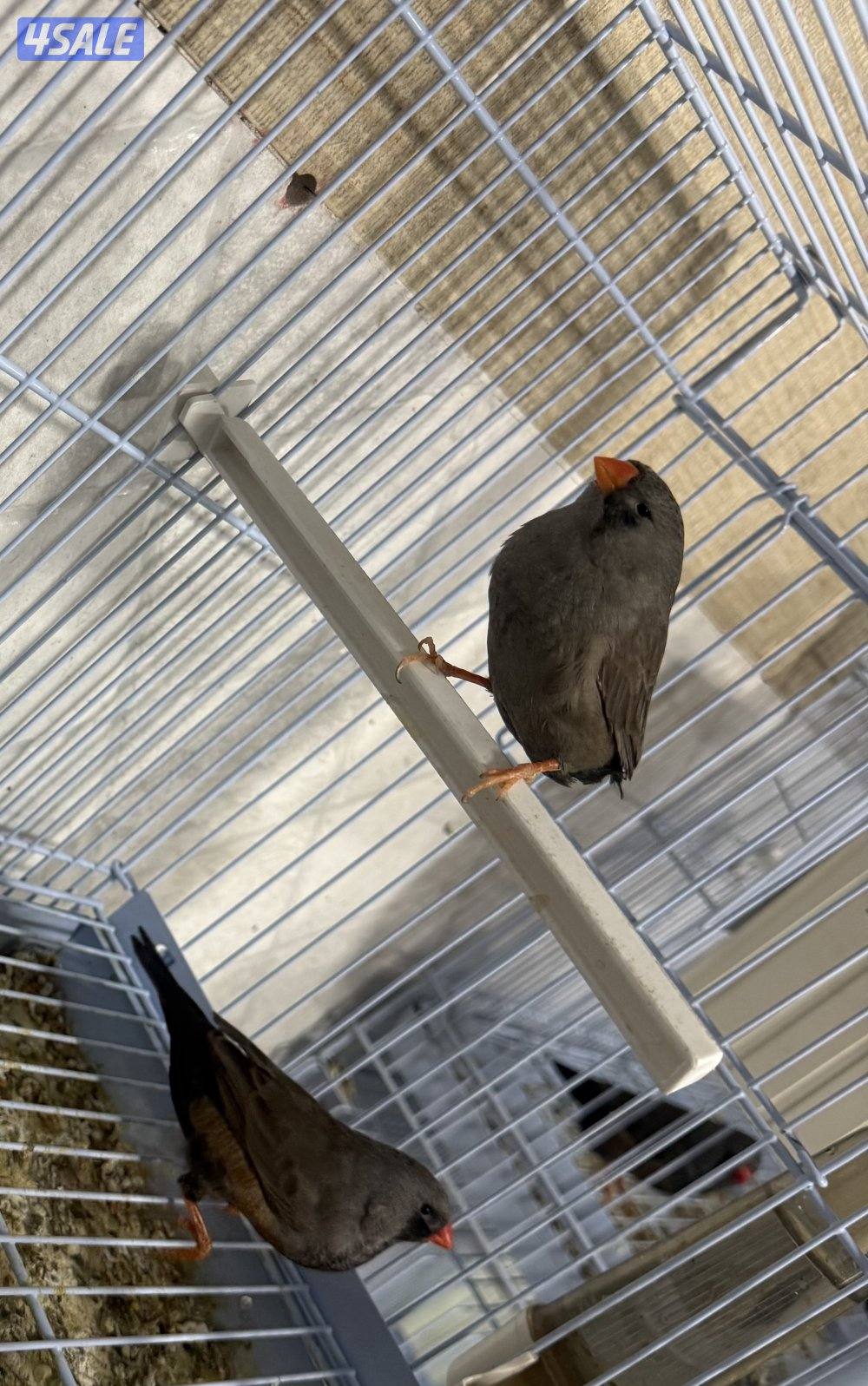 للبيع زيبرا1