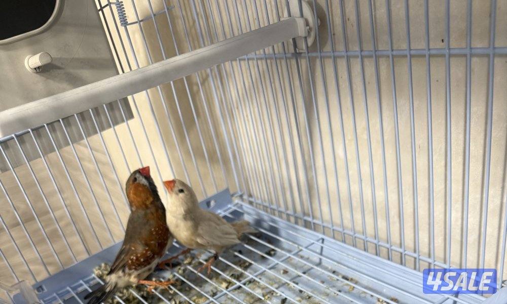 للبيع زيبرا2