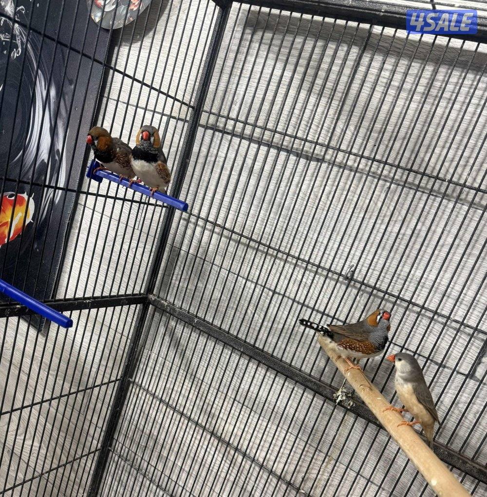 للبيع زيبرا3