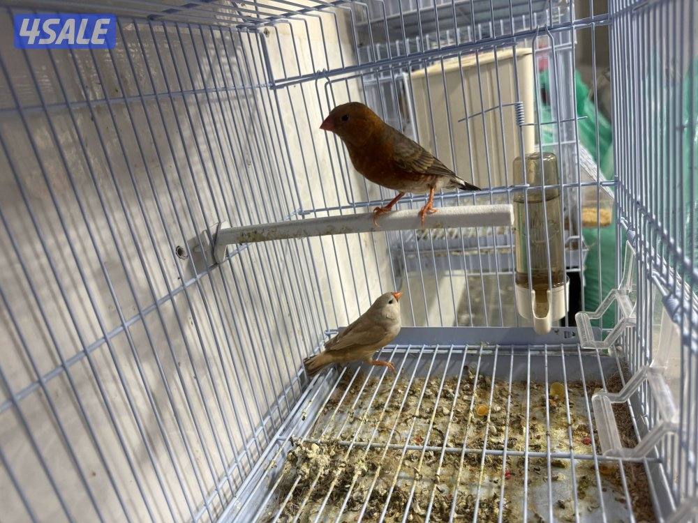 للبيع زيبرا4