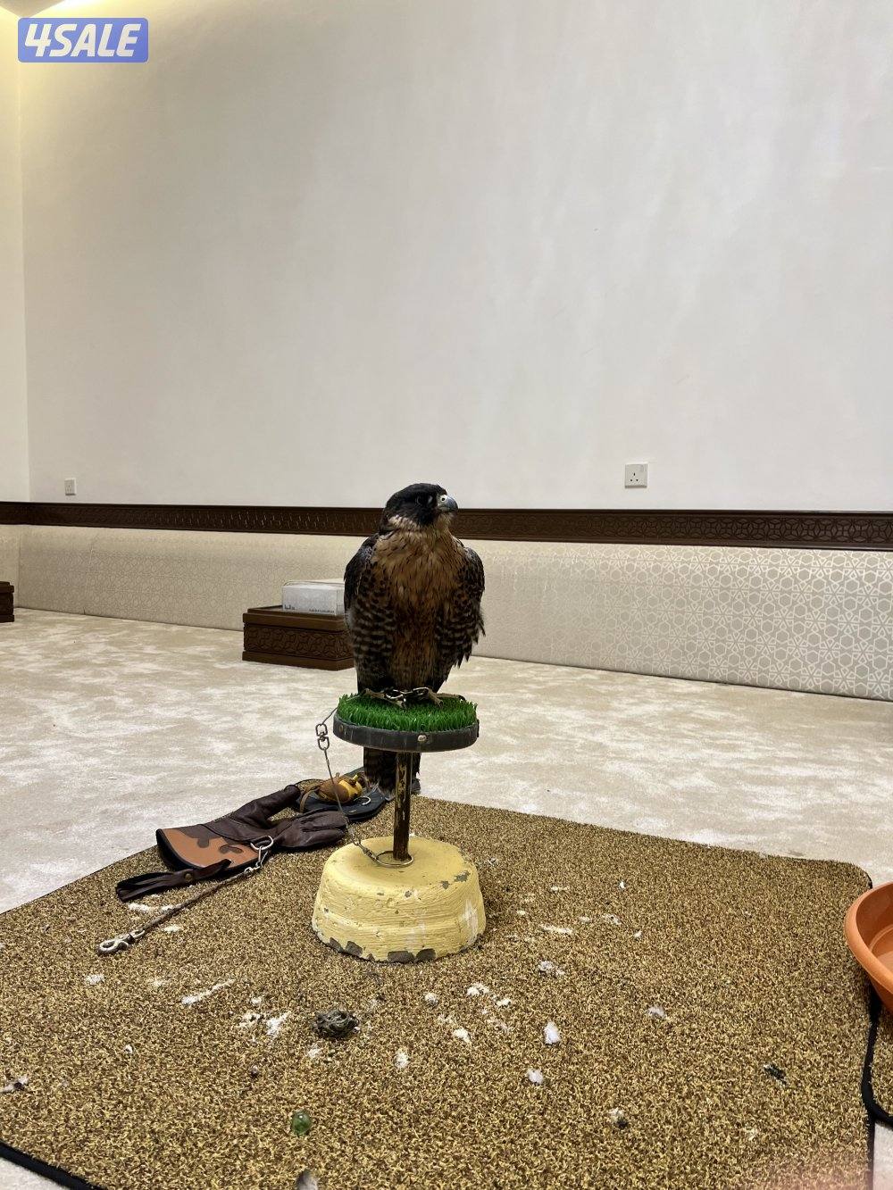 جير شاهين طيب0