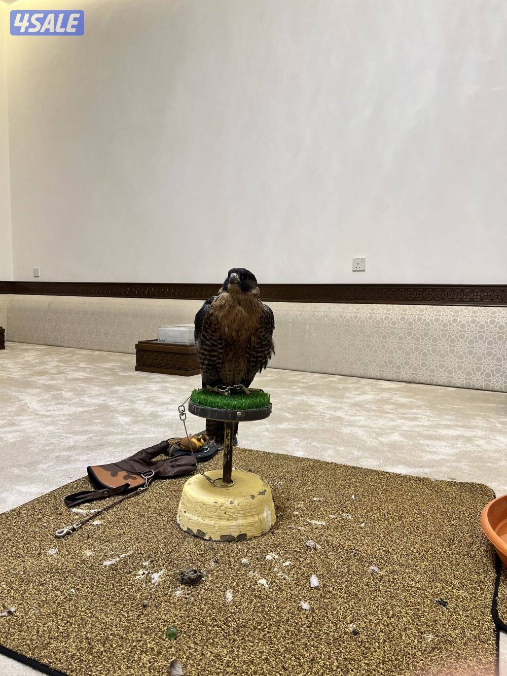 جير شاهين طيب1