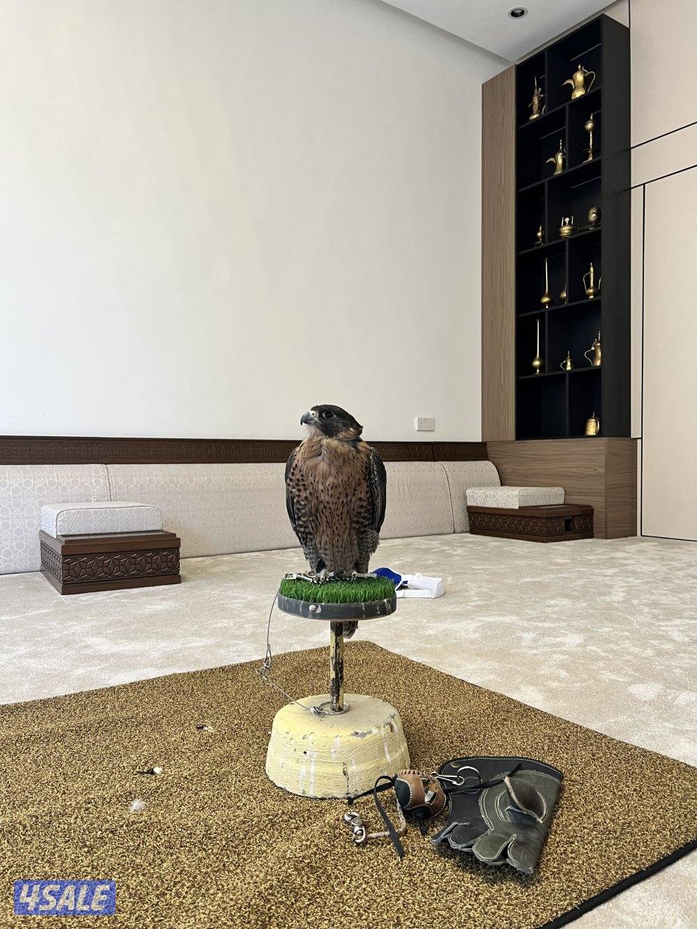 جير شاهين طيب2