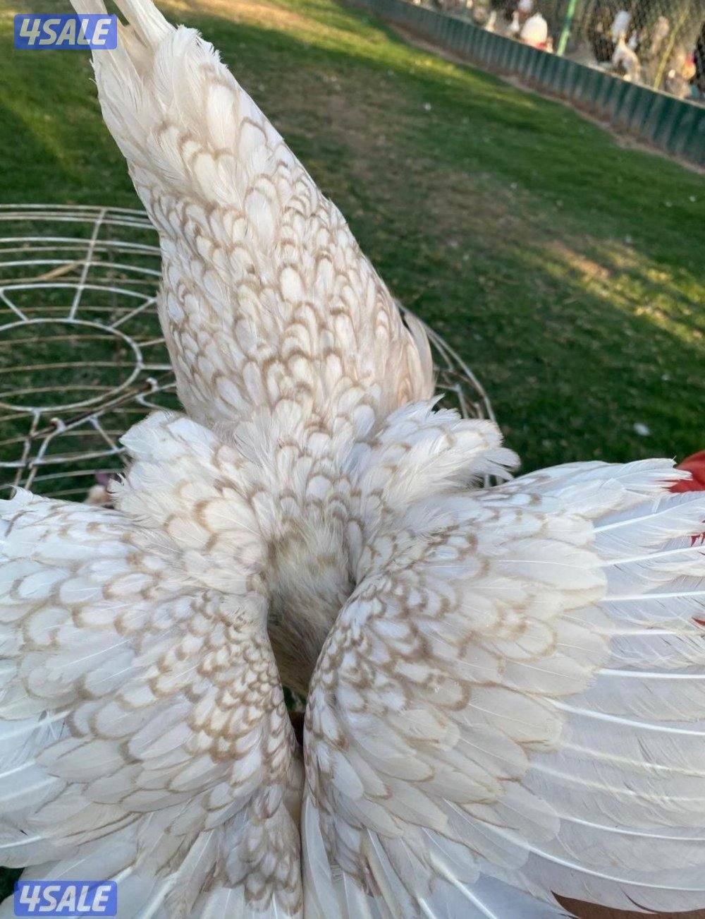 ✨للبيع مجاميع حباحب✨14