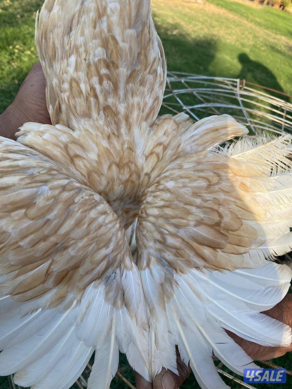 ✨للبيع مجاميع حباحب✨15