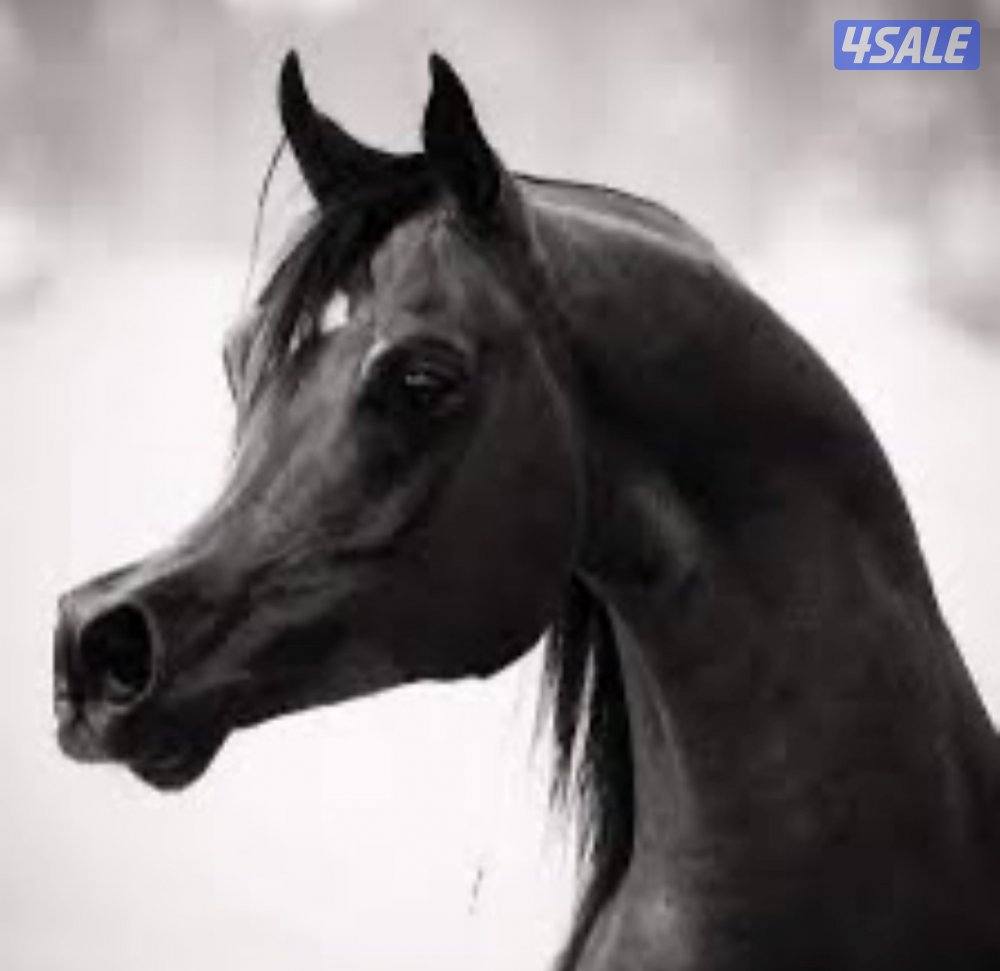 🔴 فرس لاقح  6 سنوات جودة عاليه🔴0