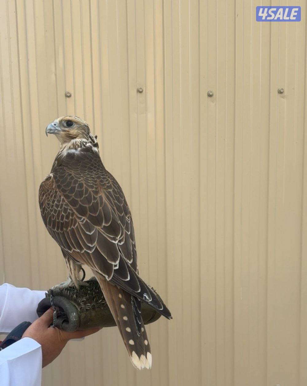 حر من حر للبيع1