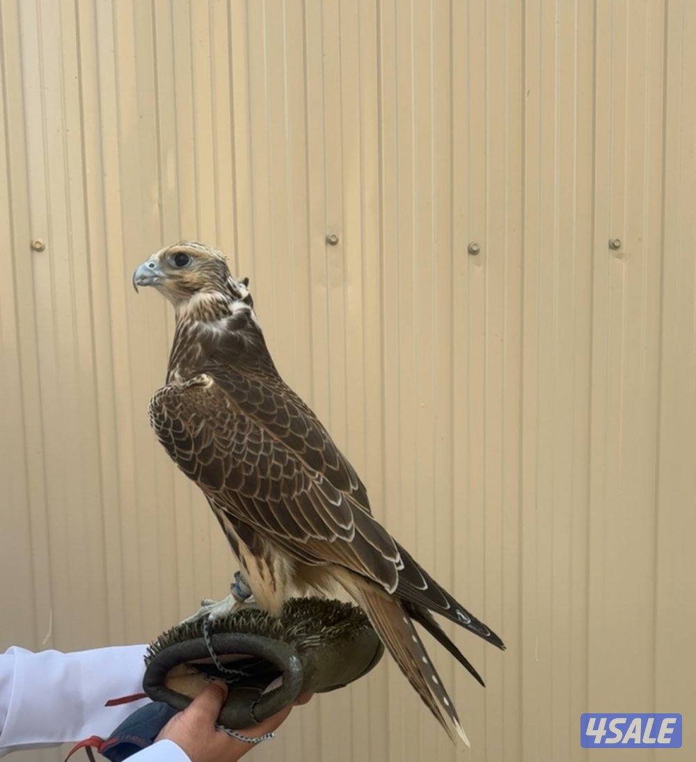 حر من حر للبيع2