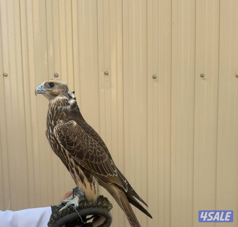 حر من حر للبيع3