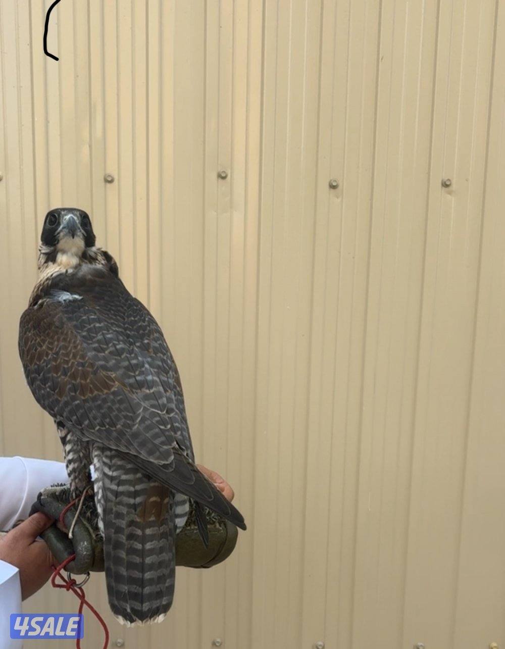 جير شاهين ميراج بكر0