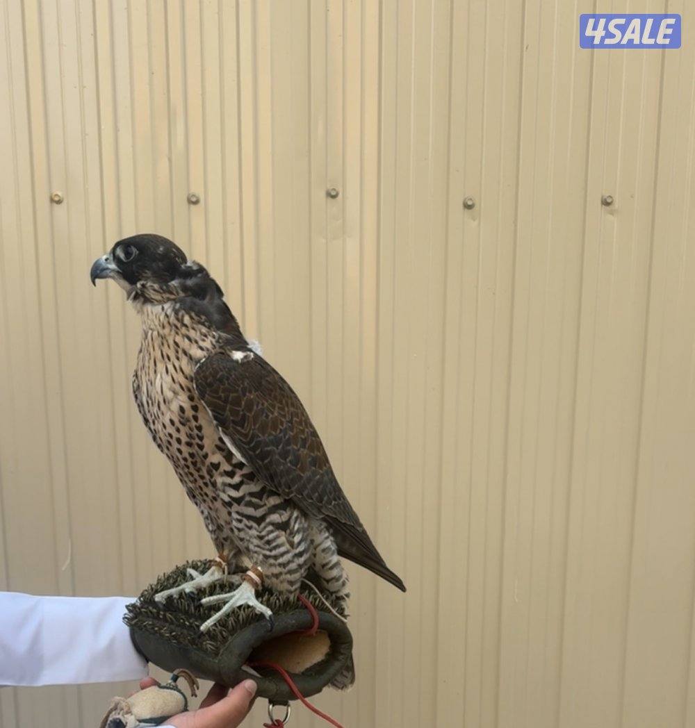 جير شاهين ميراج بكر1