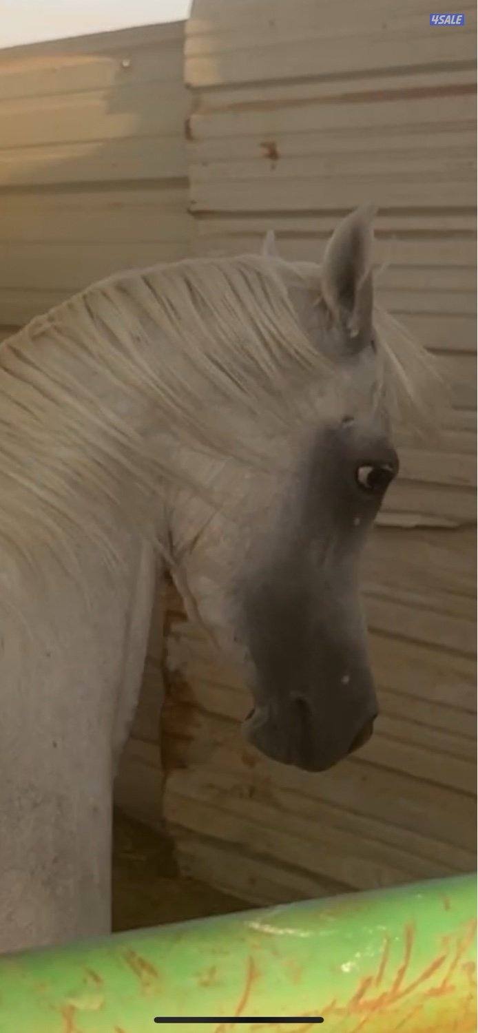 بيعه سريعه مصري بيور سلم وتحويل0