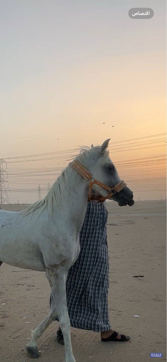 بيعه سريعه مصري بيور سلم وتحويل2