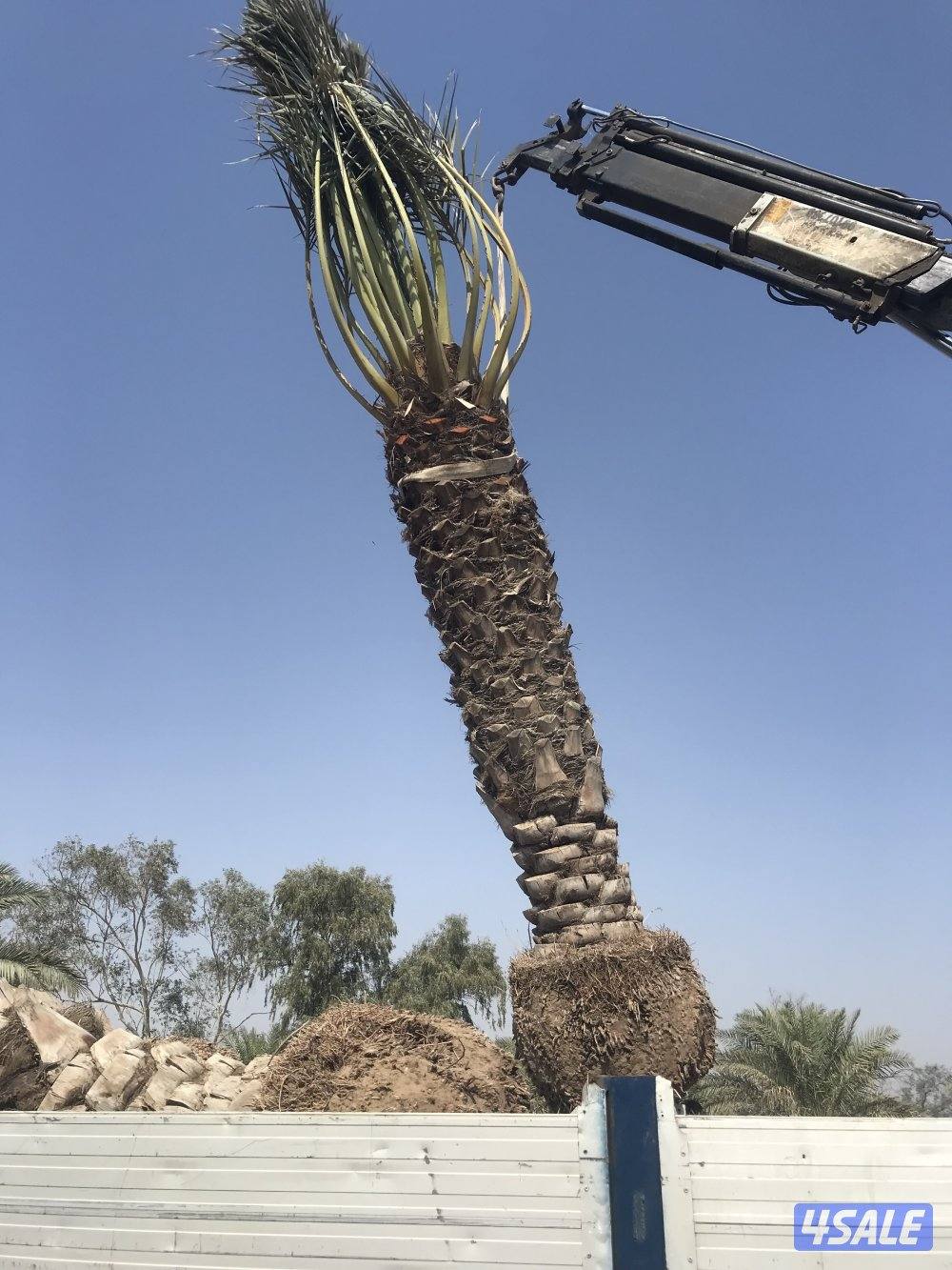 🌴اهوازي النخيل🌴1