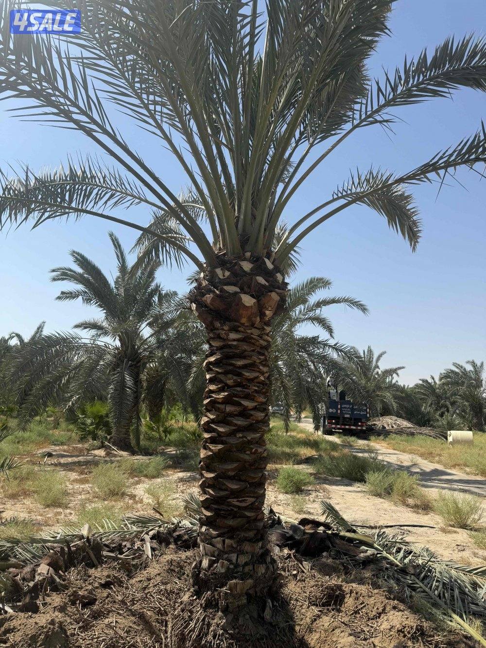 🌴اهوازي النخيل🌴2