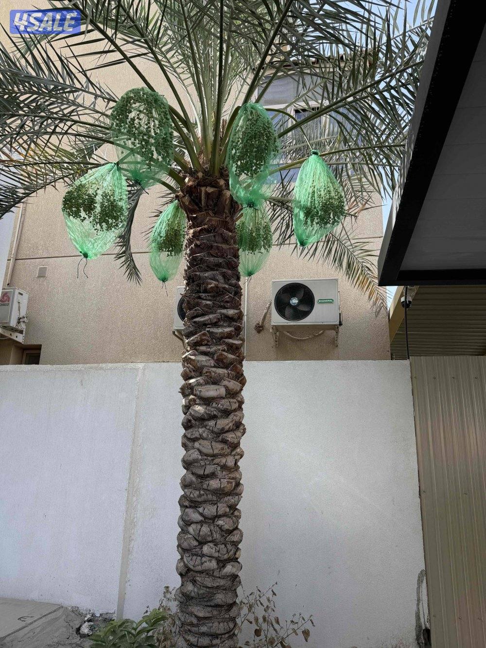 🌴اهوازي النخيل🌴3