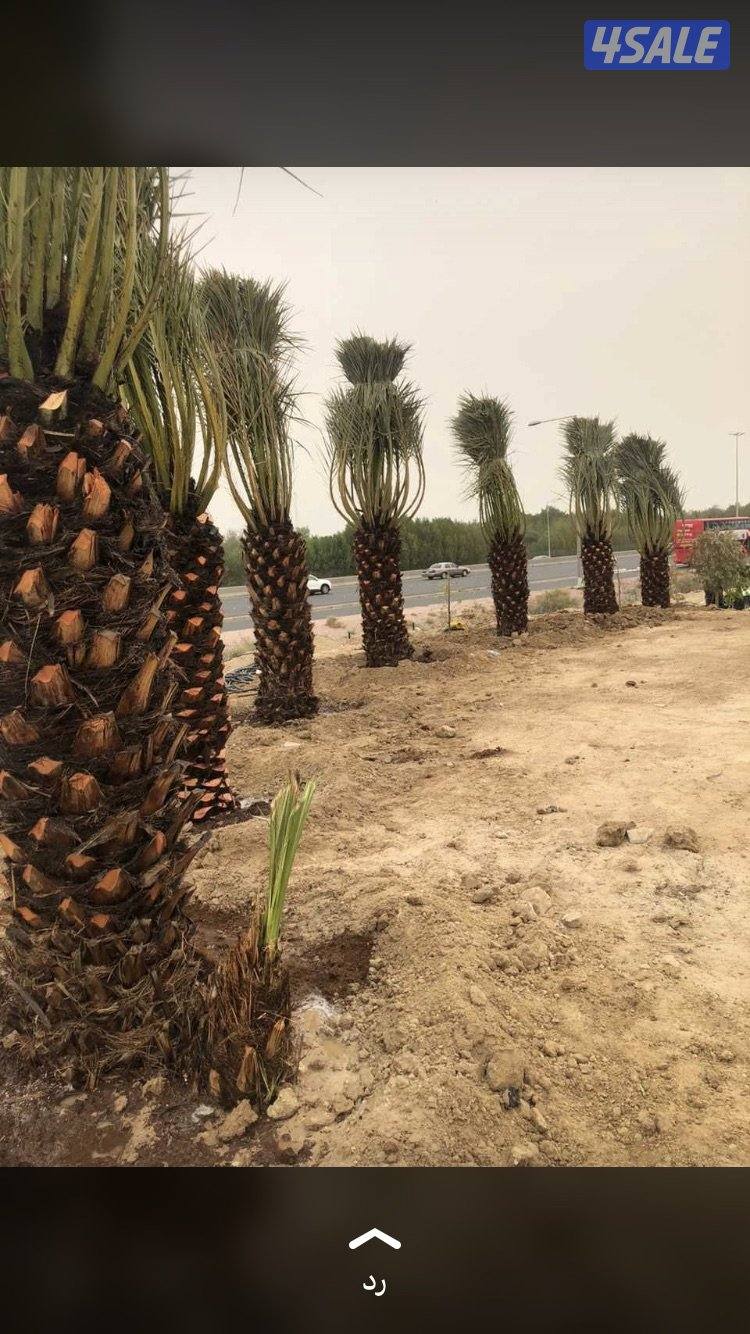🌴اهوازي النخيل🌴4