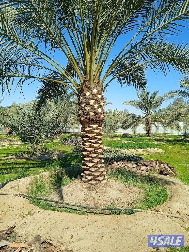 🌴اهوازي النخيل🌴5