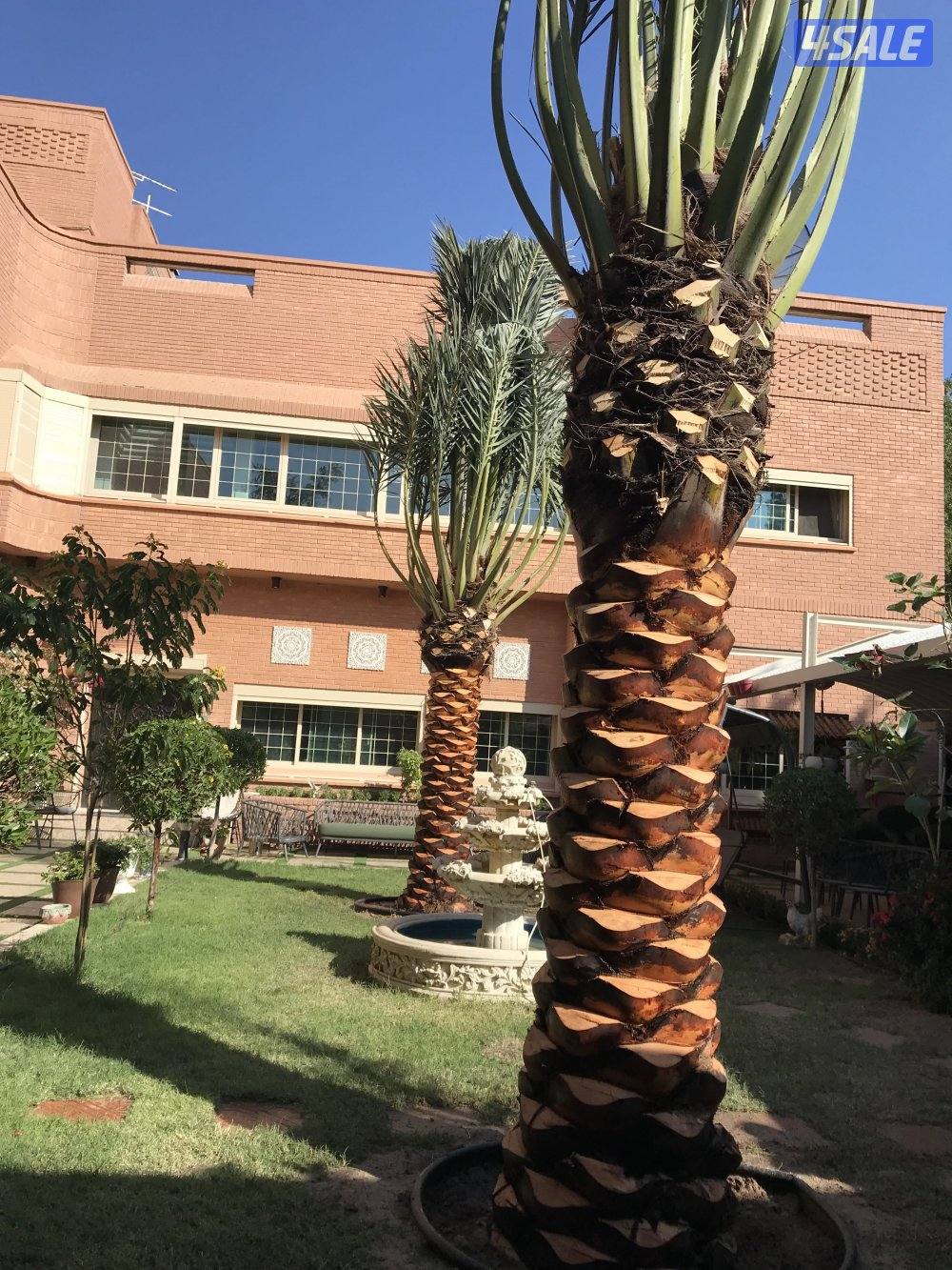 🌴اهوازي النخيل🌴6