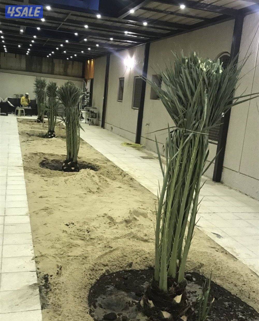 🌴اهوازي النخيل🌴7