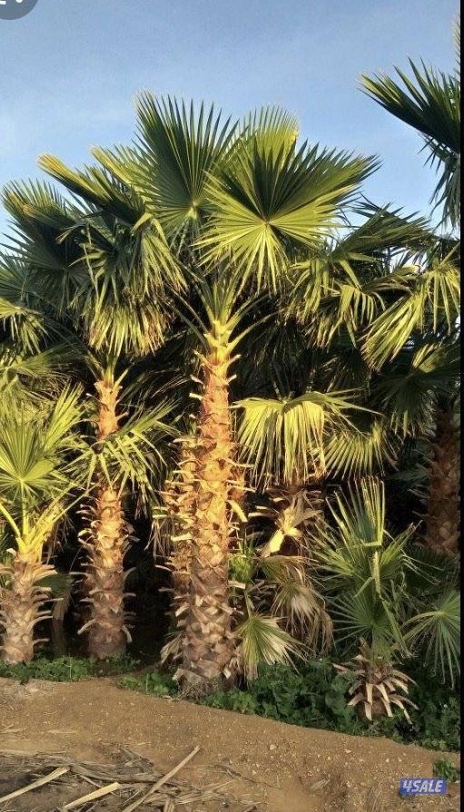 🌴اهوازي النخيل🌴8