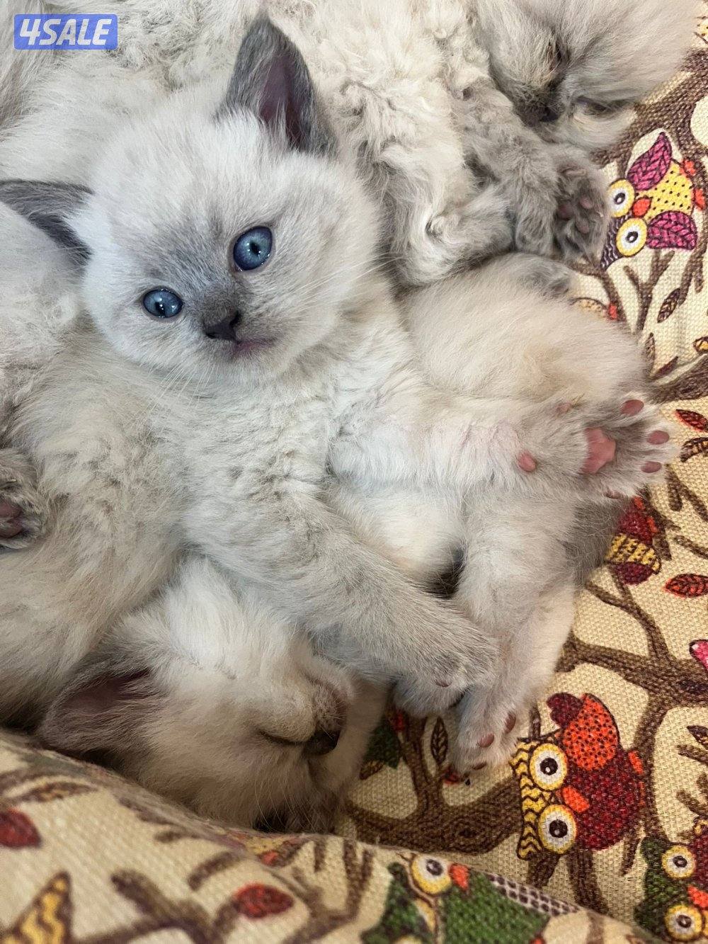 كتنز همالين شوكوليت السن شهرين1