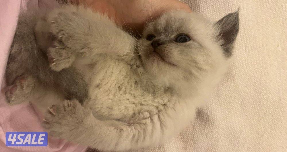 كتنز همالين شوكوليت السن شهرين2