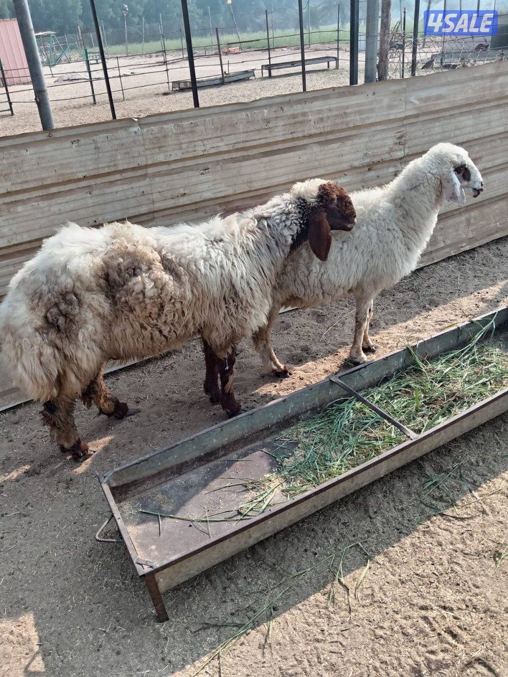 للبيع العبدلي مراح0