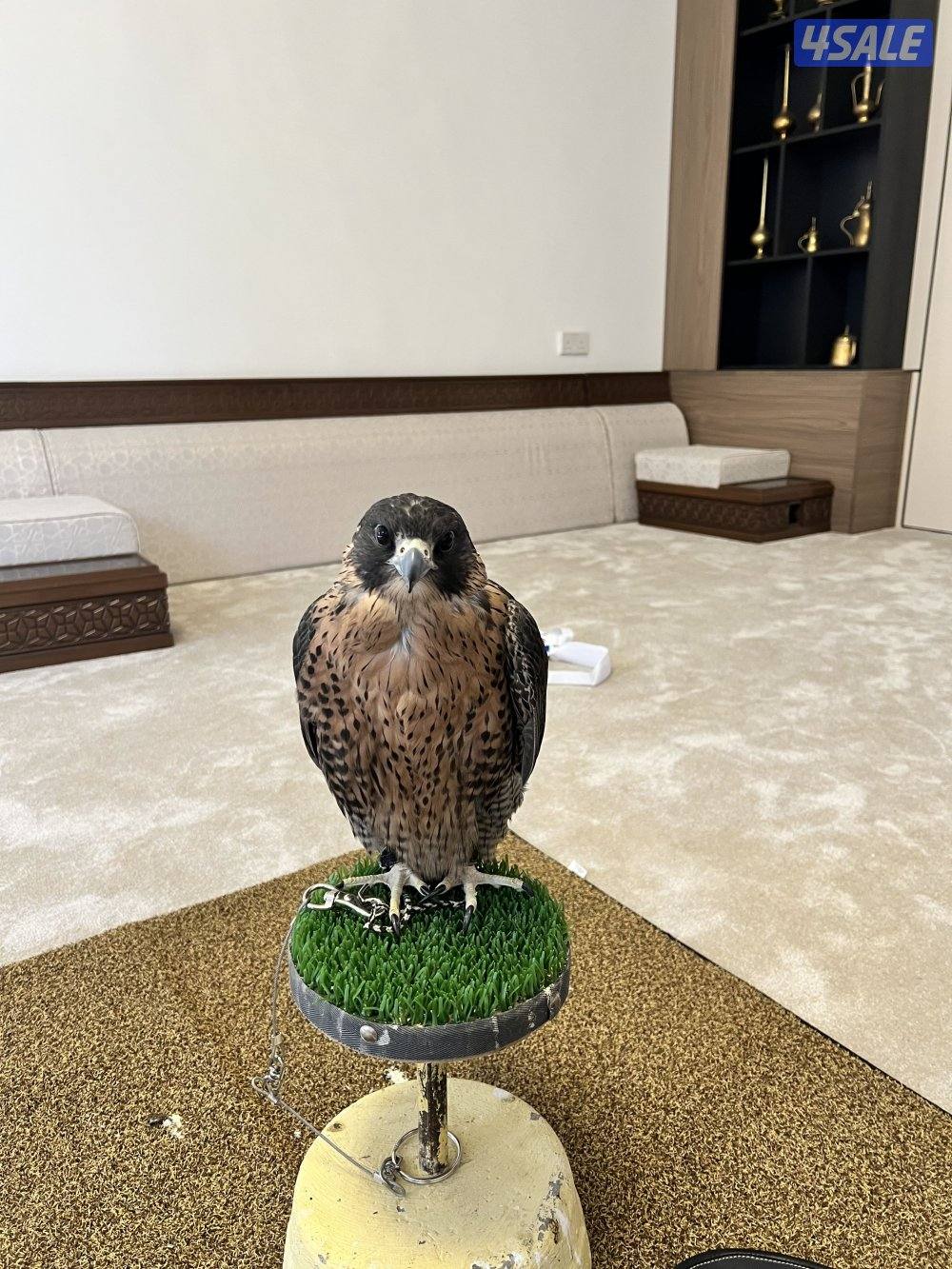 جير شاهين طيب3