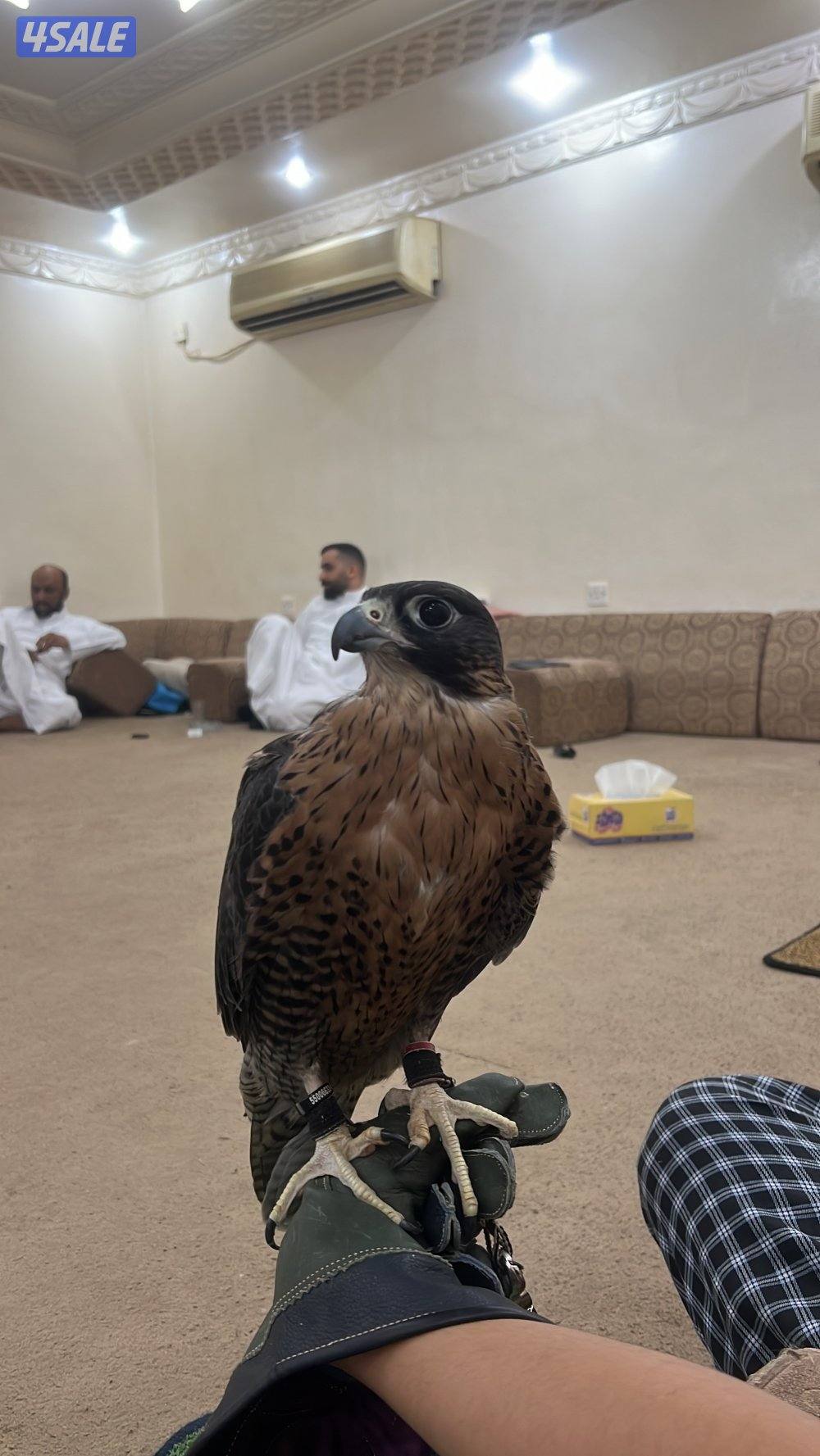 جير شاهين طيب5