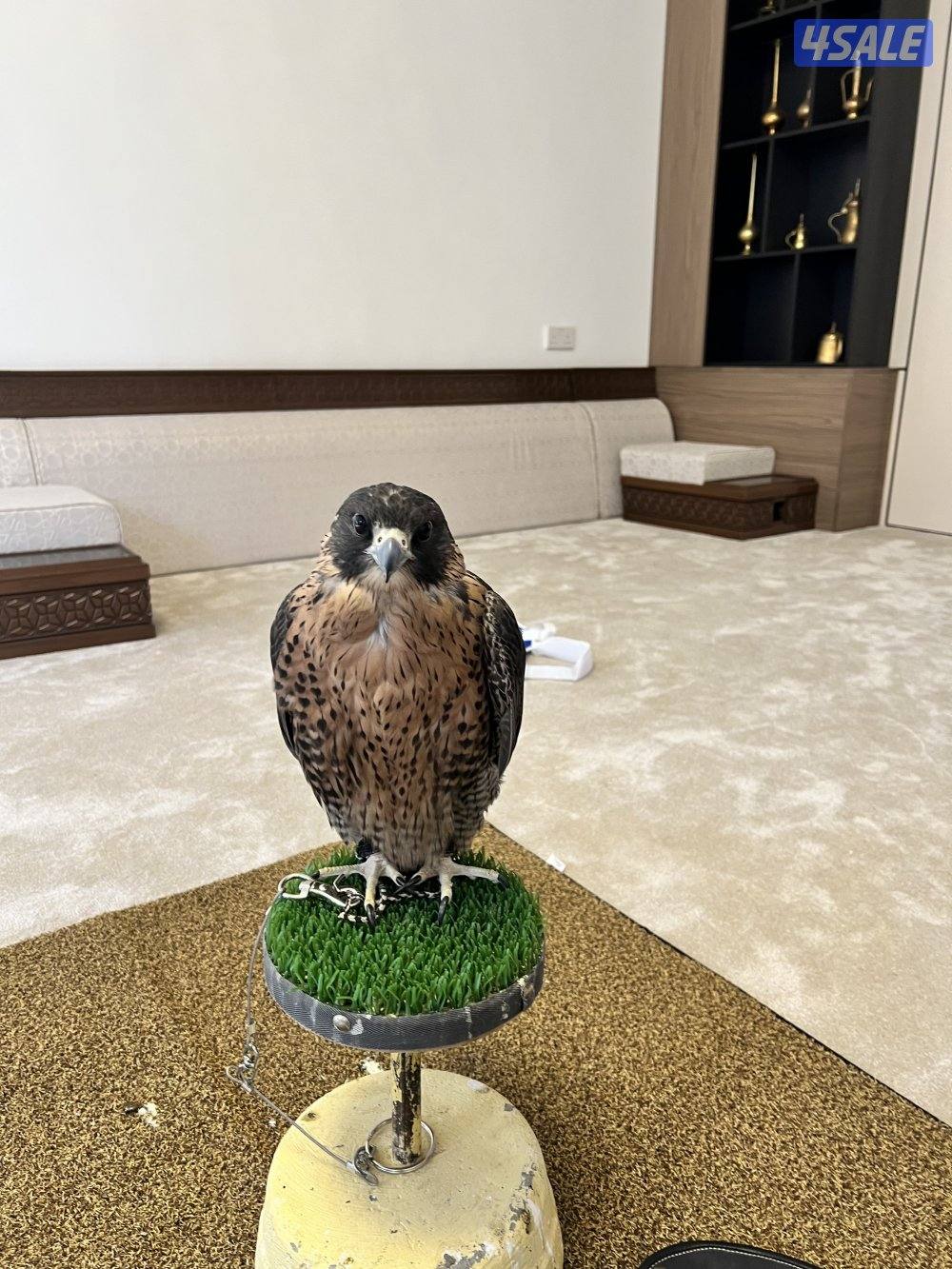 جير شاهين طيب6