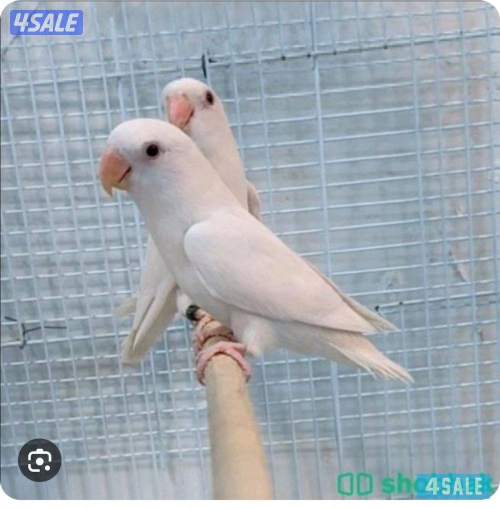 للبيع مجموعه طييور لوفبيرد -البينو0