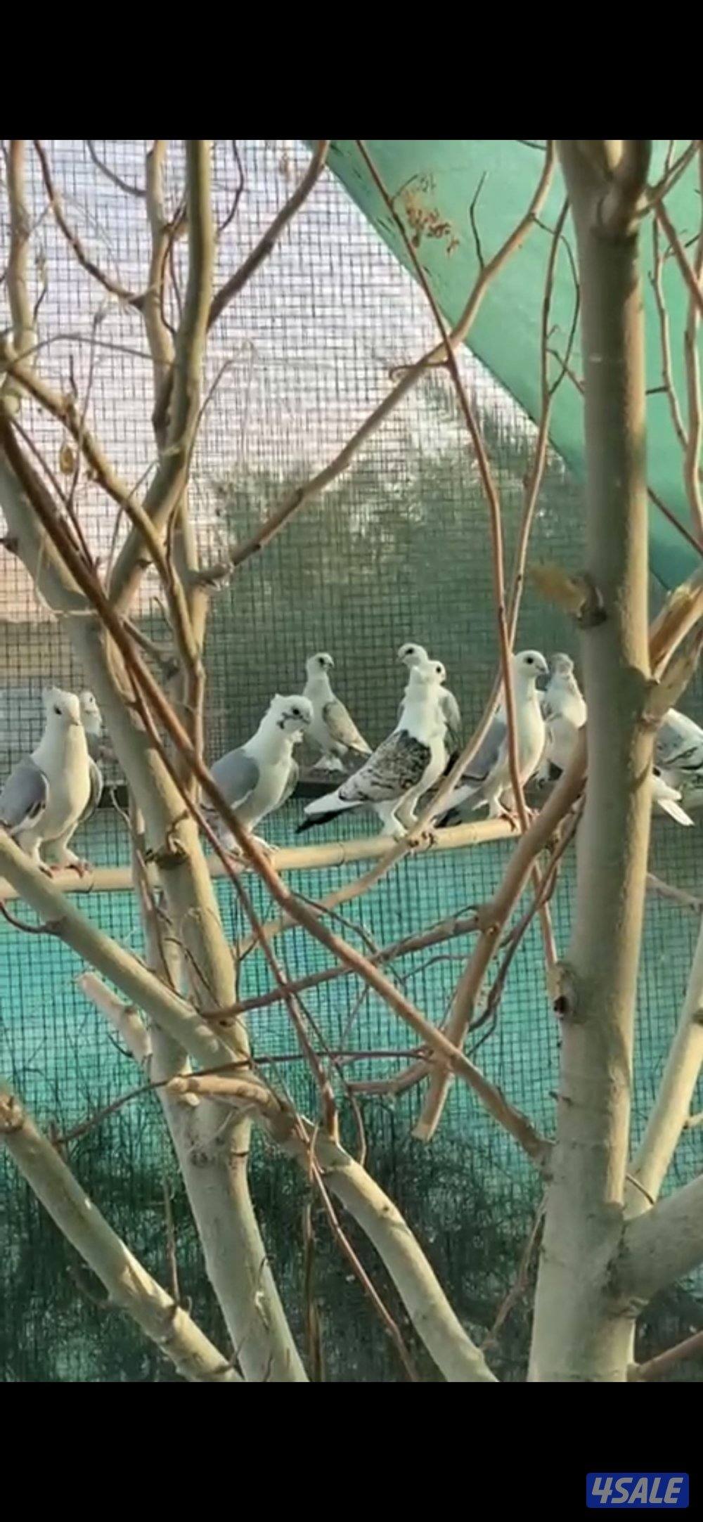 حمام حب الرمان0