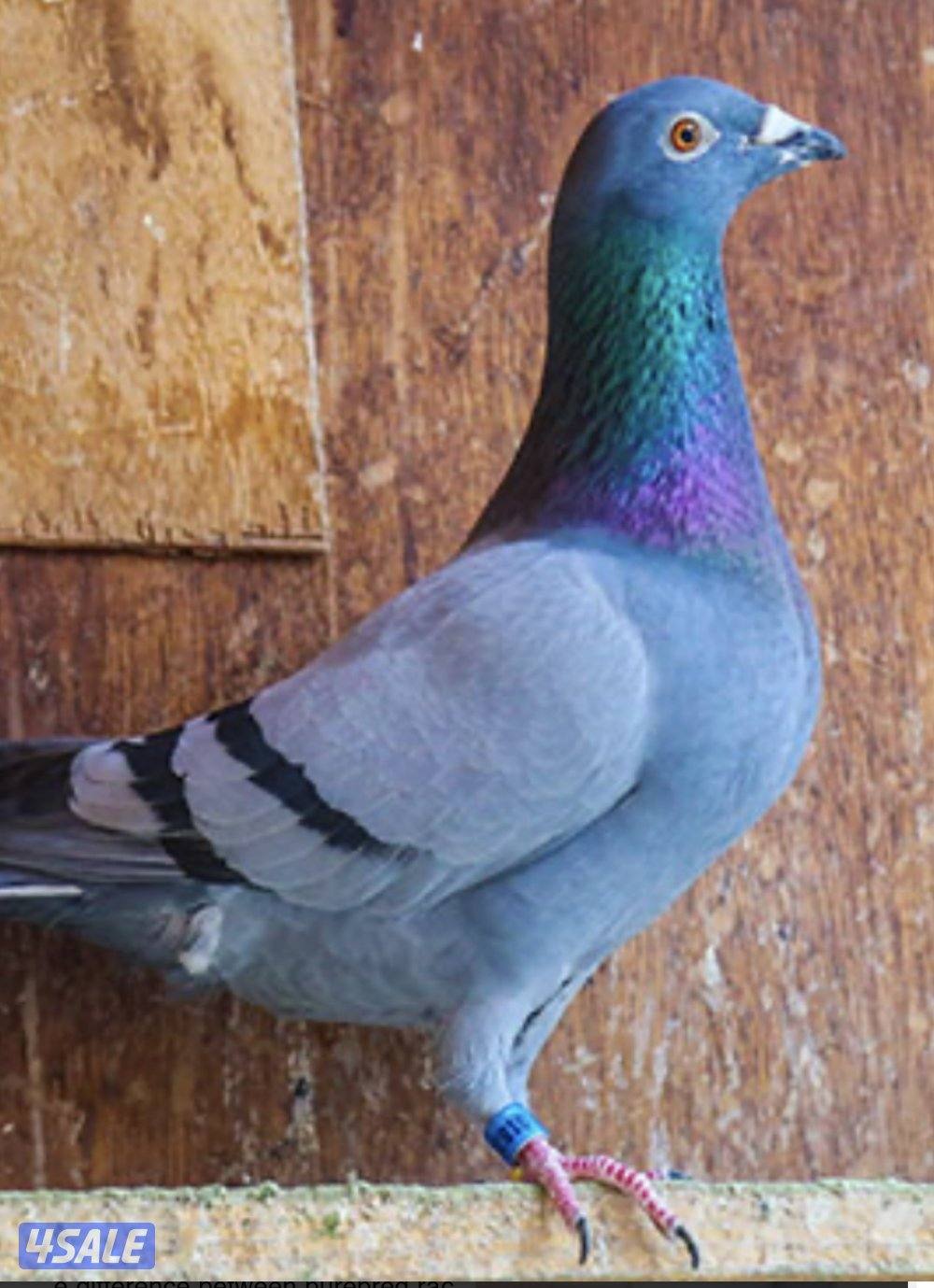 حمام زاجل العدد حوالي 75 - 80 طيبات والبيع ازواج او جمله0