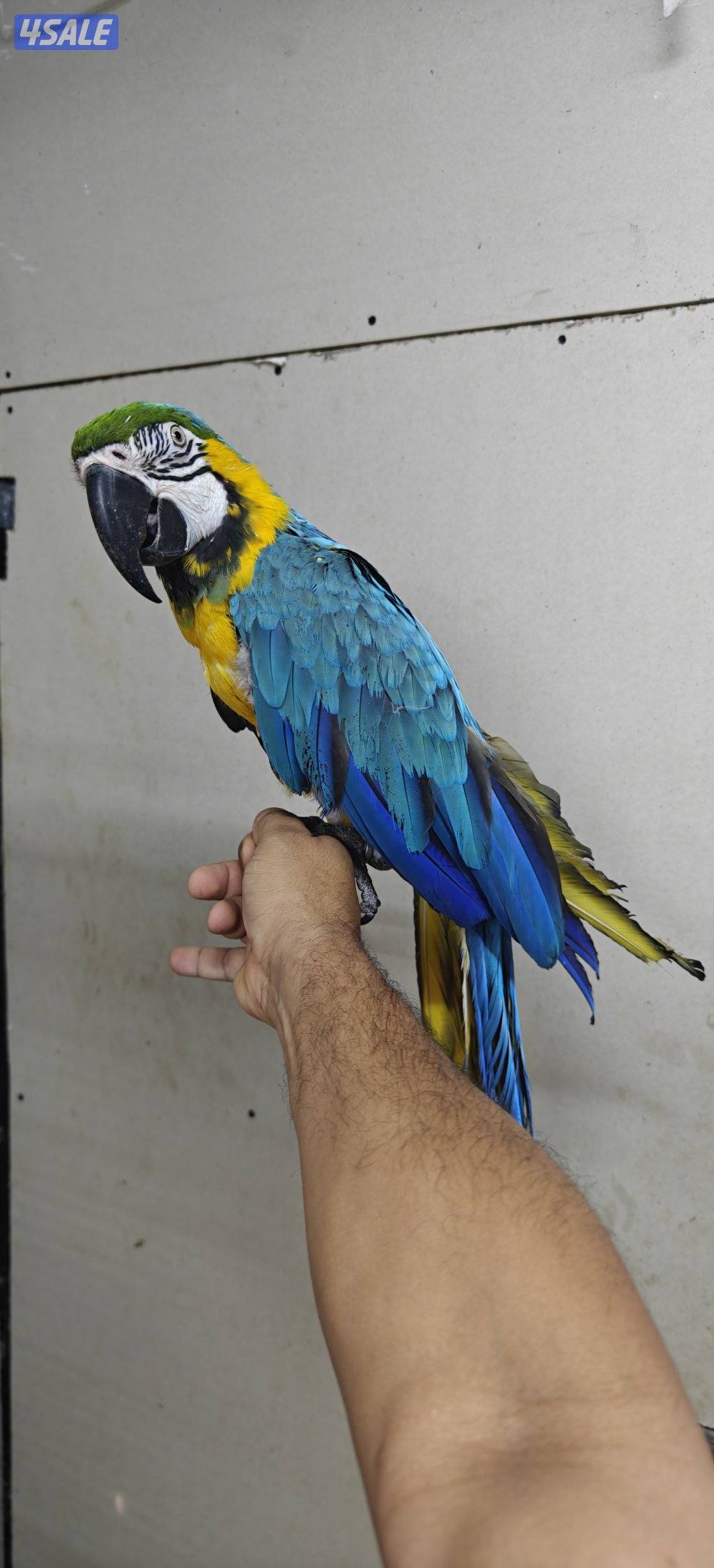 للبيع مكاو ربوه ويتكلم0