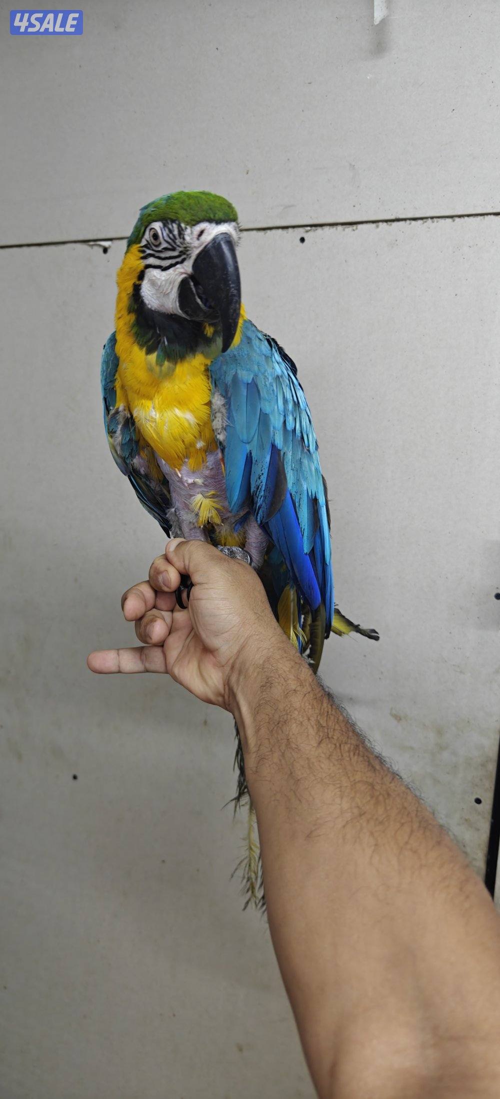 للبيع مكاو ربوه ويتكلم1